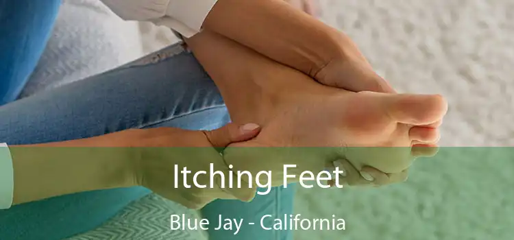 Itching Fееt Blue Jay - California